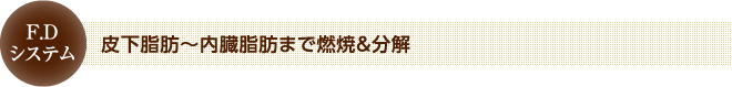 皮下脂肪～内臓脂肪まで燃焼＆分解